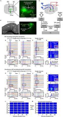 Scaling of Optogenetically Evoked Signaling in a Higher-Order Corticocortical Pathway in the Anesthetized Mouse